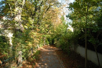 落ち葉舞う秋の小径とやわらかな木漏れ日