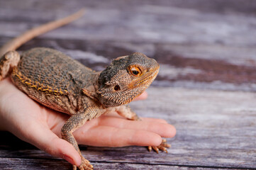 Bearded dragon resting on a hand in a cozy indoor setting during daylight