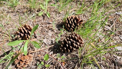 Cones in the grass