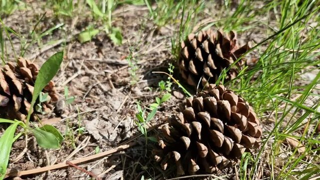 Cones in the grass