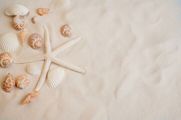 Seashells and starfish arranged on sandy beach during a sunny day in coastal location