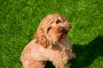 Cute curly dog sitting on bright green grass during sunny afternoon