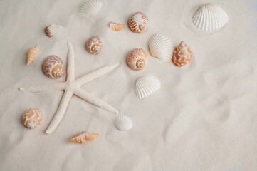 Collecting seashells and a starfish on the sandy beach during a sunny summer day