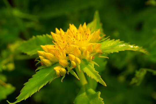 Medicinal plant Golden root, Rhodiola rosea.  The fat family. Rhodiola rosea in the form of tea is used to relieve fatigue, overwork, to increase efficiency and endurance.
