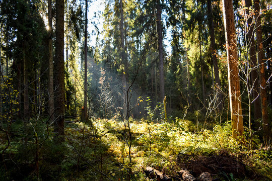 morning sunbeam in misty forest