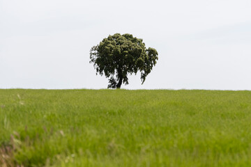 Single tree stands alone on green grassy field under clear sky