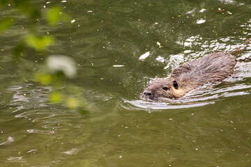 „Lautloser Schwimmer – Nutria auf Streifzug im Grünen