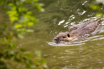 „Lautloser Schwimmer – Nutria auf Streifzug im Grünen