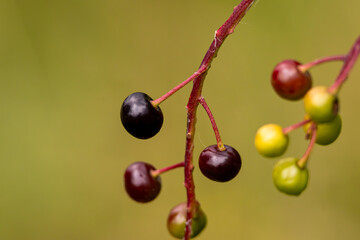 Kleine Beeren 