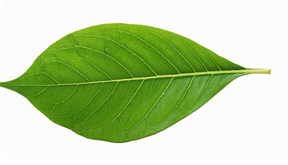 Obraz premium isolated green leaf on transparent background for design use