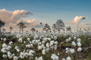 Landscape wiew to Tussock cottongrass (Eriophorum vaginatum), and birch trees on the bog at spring