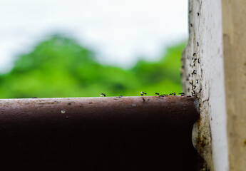 Ants crawl across a rusty metal pipe, with a blurred green background.