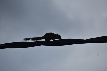 A squirrel's silhouette captured on a power line against an overcast sky.