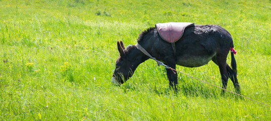 donkey on the meadow