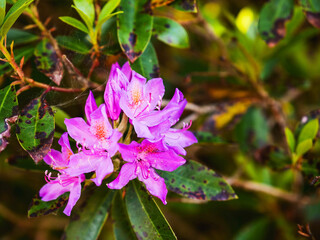 A bunch of purple flowers with a few brown spots on them. The flowers are in a green bush. Bloom season concept. Beautiful nature colors and shape.
