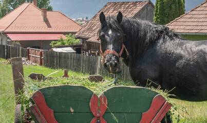 horse and carriage