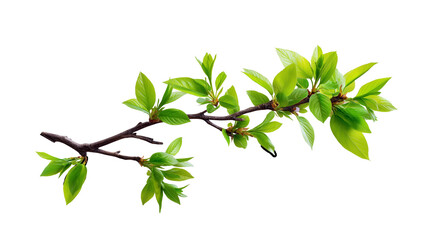 A branch of a tree with green leaves
