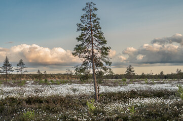 Landscape wiew to Tussock cottongrass (Eriophorum vaginatum), and birch trees on the bog at spring
