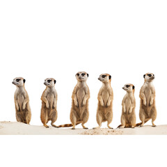 A group of six meerkats standing on a white background