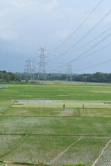 Expansive green rice paddies with people working, beneath towering power lines in Tripura. 