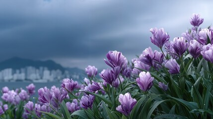 Field of Purple Striped Tulips Overlooking a Cityscape, Symbolizing Growth and Urban Beauty for Springtime Promotions and Mother's Day : Generative AI