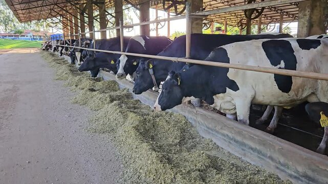 cows eating corn sillage