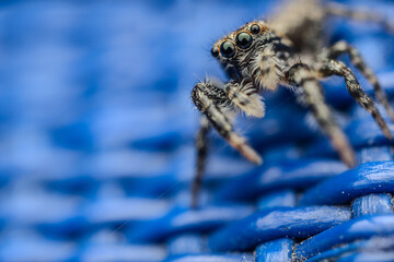 spider on a blue background - supermacro, closeup, big eyes and hairy body, refletions in the eyes