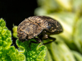 Macro Photograph of Mottled dingy-brown click beetle on Green Leaf in Natural Habitat