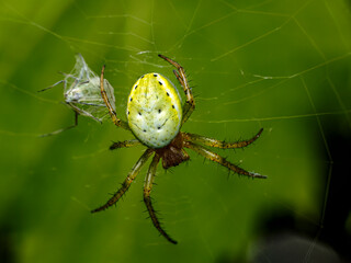 Cucumber green spider Spinning Web Outdoors on Green Background