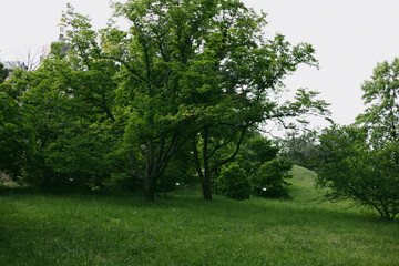 Lush green trees and foliage create a vibrant scene in a peaceful garden setting during summer. A lush green scene showcasing trees in a park or garden setting, with vibrant foliage and fresh grass.