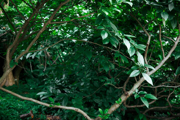 Fototapeta premium The forest canopy showcases layers of green, with light filtering through the leaves. A lush green forest scene dominated by branches and leaves, creating a sense of depth and tranquility. Rainforest.