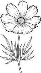 Elegant line art cosmos flower botanical illustration