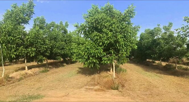 Hileras de arboles frutales nogales nueces nuez vista del fruto verde ecol&oacute;gico 