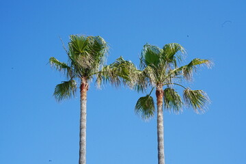 Palm trees in summer