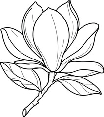 Elegant line art magnolia flower botanical illustration