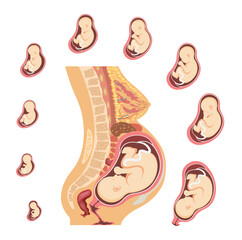Stages of Human Embryo Development. Fetal growth and pregnancy from 1 to 9 months before birth