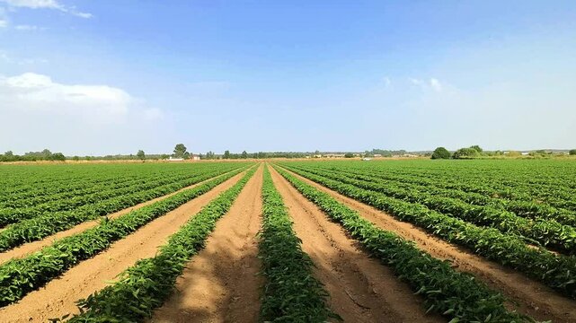 Panor&aacute;mica cultivo agr&iacute;cola tomateras tomate intensivo con riego por goteo