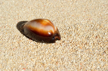 貝殻の造形　タカラガイ　グラフィック素材