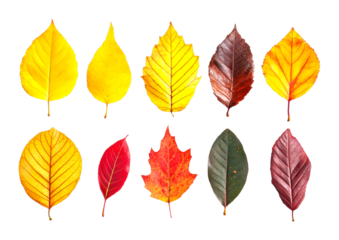 Vibrant autumn leaves display nature reserve photographic collection outdoor setting close-up view cut out on transparent background
