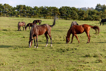 Fototapeta premium Horses are grazing in a lush green meadow under a clear sky. Several horses can be seen enjoying the grass while trees provide a scenic backdrop, hinting at early autumn