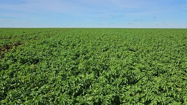 potato field