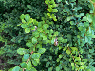A small garden snail crawling on fresh green leaves in natural light. Close-up macro of wildlife in a spring garden.