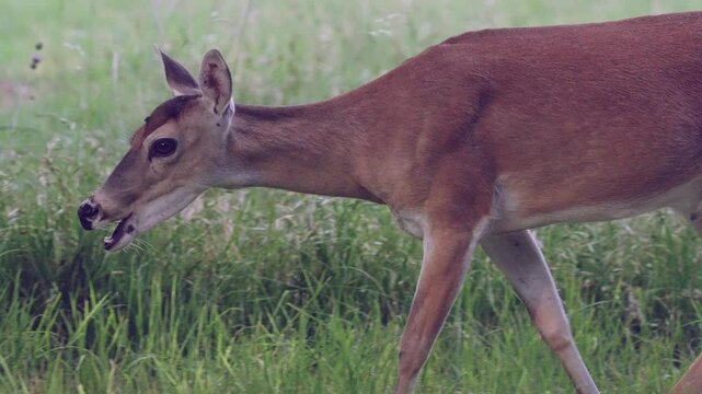 White-tailed deer in grassy green meadow