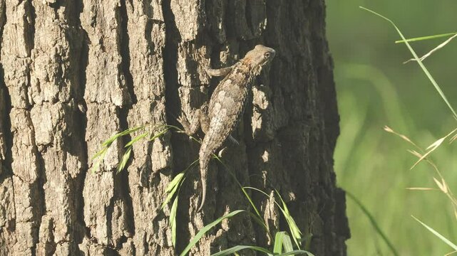 Texas spiny lizard on side of a tree