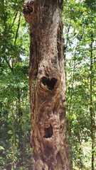 Heart Shaped hole in tree