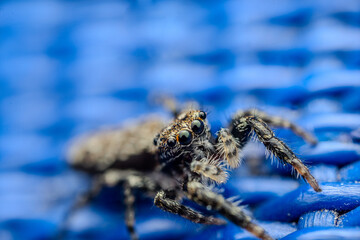 spider on a blue background - supermacro, closeup, big eyes and hairy body, refletions in the eyes