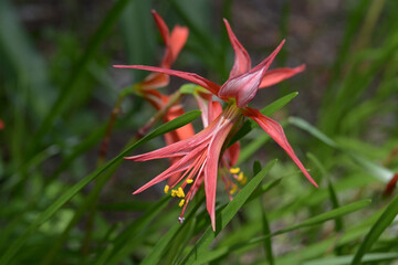 Fototapeta premium ツバメズイセン スプレケリア