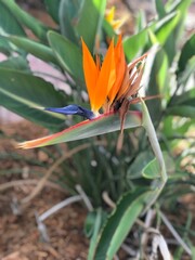 A striking bird of paradise flower with vibrant orange and blue petals blooms among lush green...