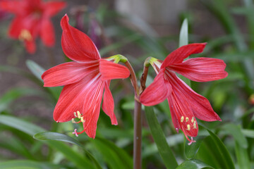 ヒッペアストラム　アマリリス