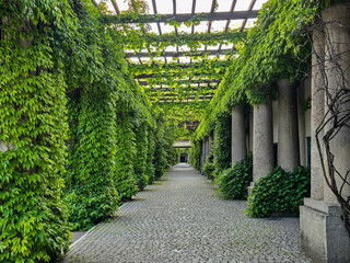 Concrete Tunnel Covered in Lush Ivy © Nadiia